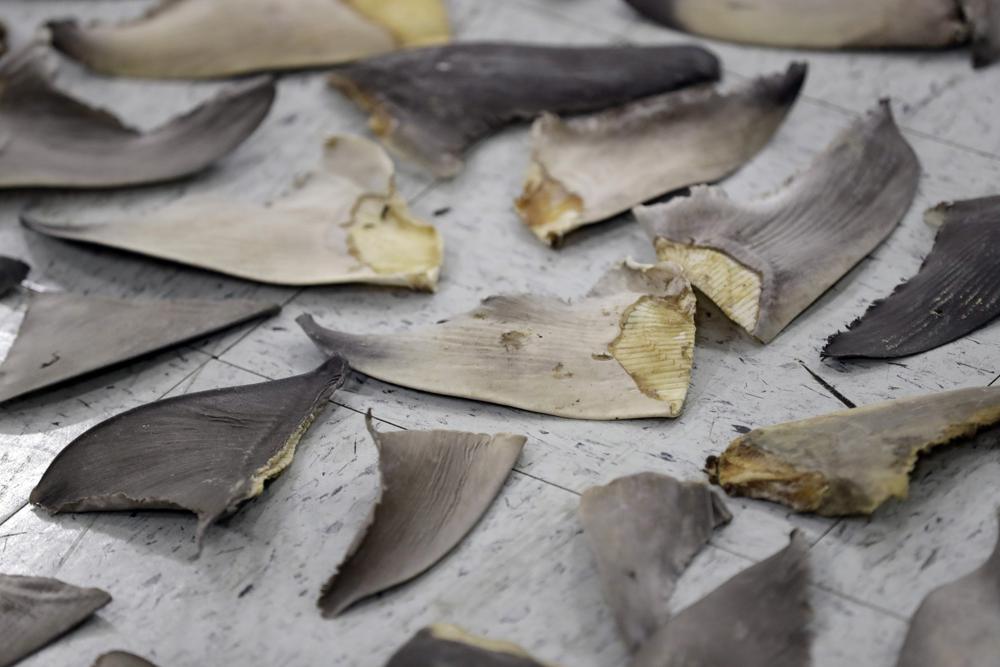 Petition Urges U.S. Sanctions on Chinese Seafood Over Shark Finning